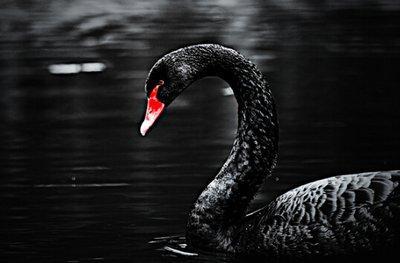 黑天鹅最新爆料视频大全,揭秘不为人知的幕后真相