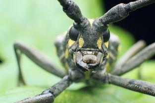 天牛哥最新爆料,揭秘娱乐圈最新动态与幕后真相